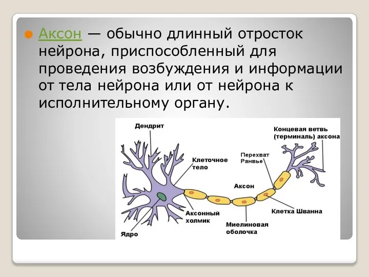 Аксон — обычно длинный отросток нейрона, приспособленный для проведения возбуждения и информации