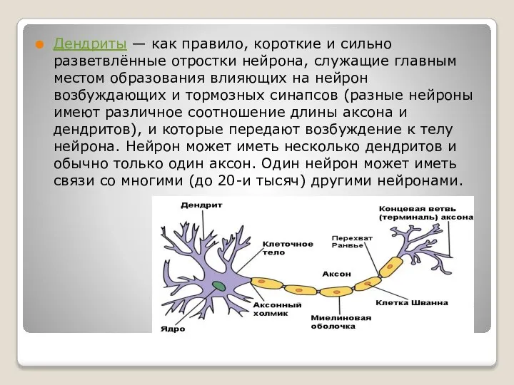 Дендриты — как правило, короткие и сильно разветвлённые отростки нейрона, служащие главным