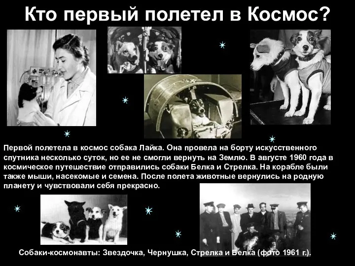 Кто первый полетел в Космос? Первой полетела в космос собака Лайка. Она