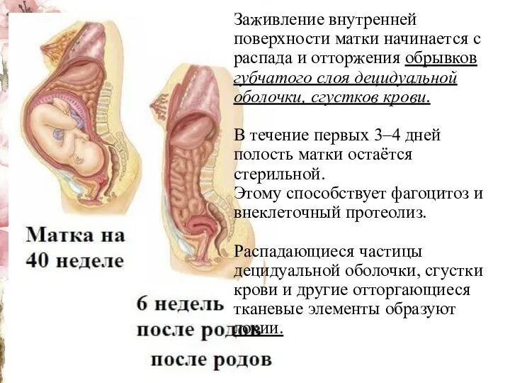 Заживление внутренней поверхности матки начинается с распада и отторжения обрывков губчатого слоя