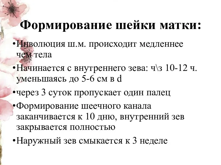 Формирование шейки матки: Инволюция ш.м. происходит медленнее чем тела Начинается с внутреннего