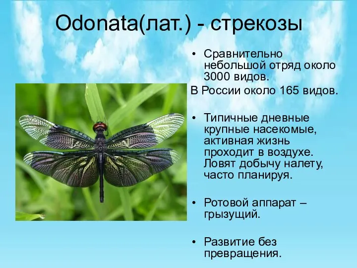 Odonata(лат.) - стрекозы Сравнительно небольшой отряд около 3000 видов. В России около