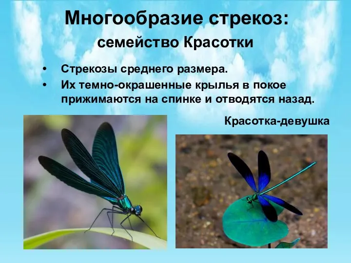 Многообразие стрекоз: семейство Красотки Стрекозы среднего размера. Их темно-окрашенные крылья в покое