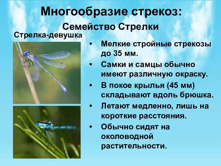 Многообразие стрекоз: Семейство Стрелки Мелкие стройные стрекозы до 35 мм. Самки и