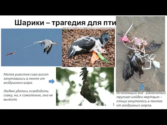 Шарики – трагедия для птиц Исчезающий вид - ржавчатый трупиал найден мертвым