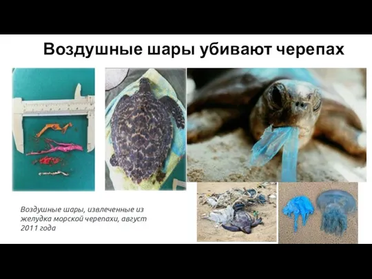 Воздушные шары, извлеченные из желудка морской черепахи, август 2011 года Воздушные шары убивают черепах
