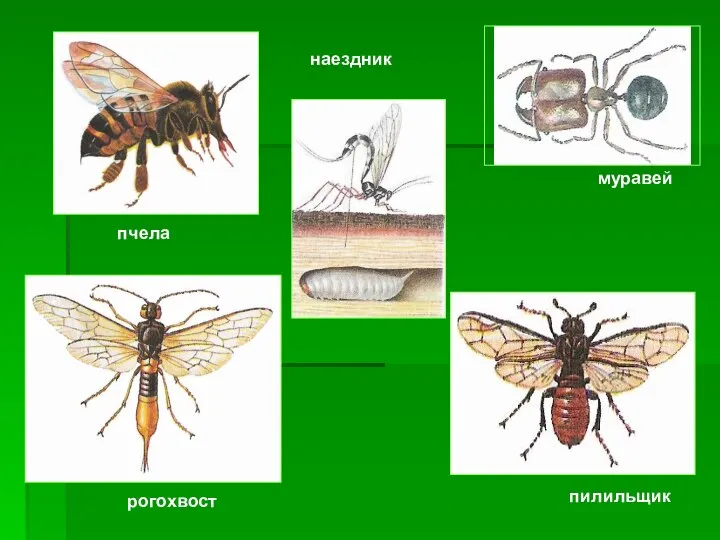 пчела наездник муравей рогохвост пилильщик