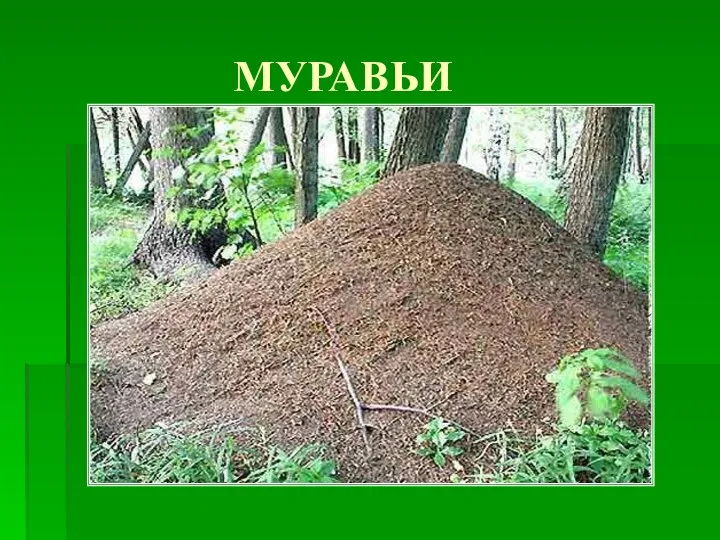 МУРАВЬИ