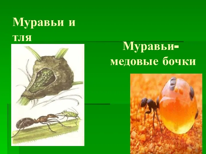 Муравьи и тля Муравьи- медовые бочки