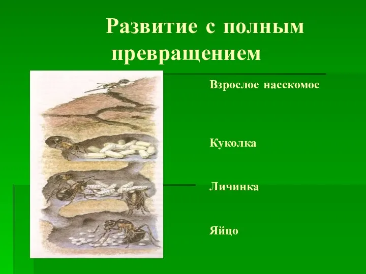 Развитие с полным превращением Взрослое насекомое Куколка Личинка Яйцо