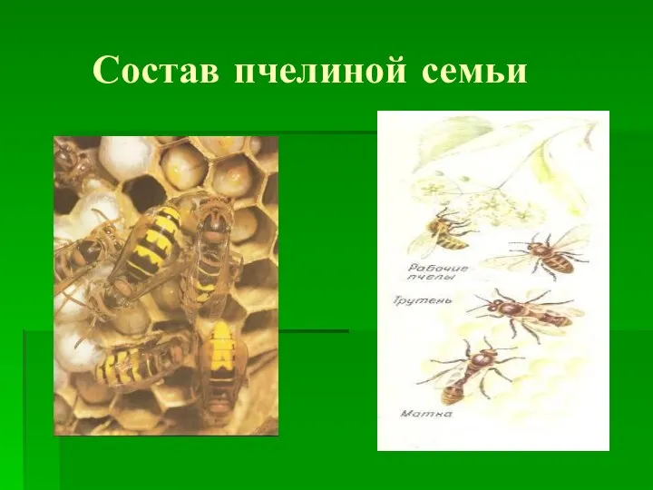 Состав пчелиной семьи