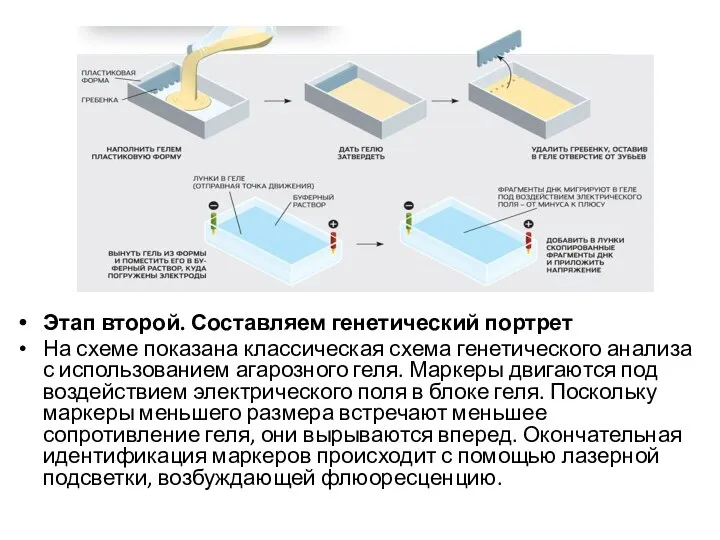 Этап второй. Составляем генетический портрет На схеме показана классическая схема генетического анализа