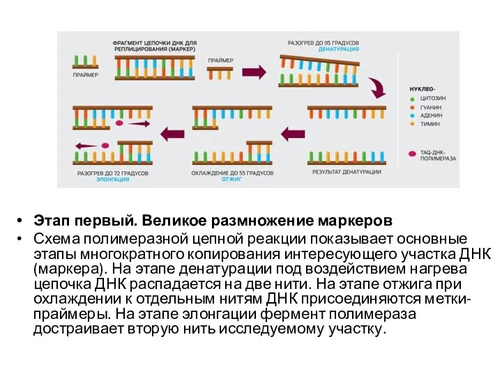 Этап первый. Великое размножение маркеров Схема полимеразной цепной реакции показывает основные этапы