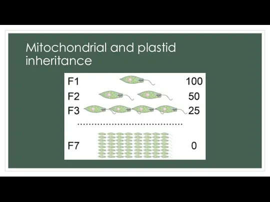 Mitochondrial and plastid inheritance