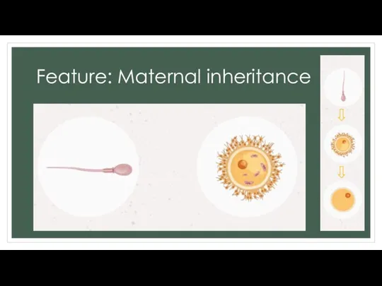Feature: Maternal inheritance