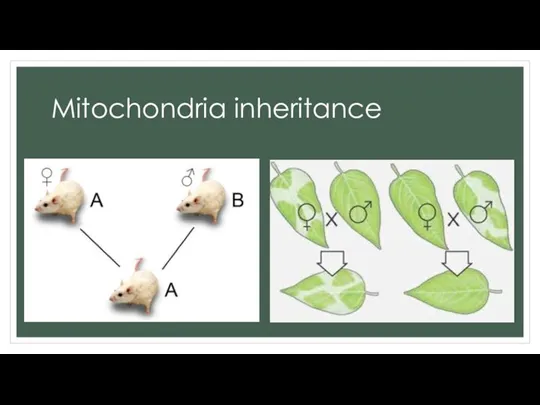 Mitochondria inheritance