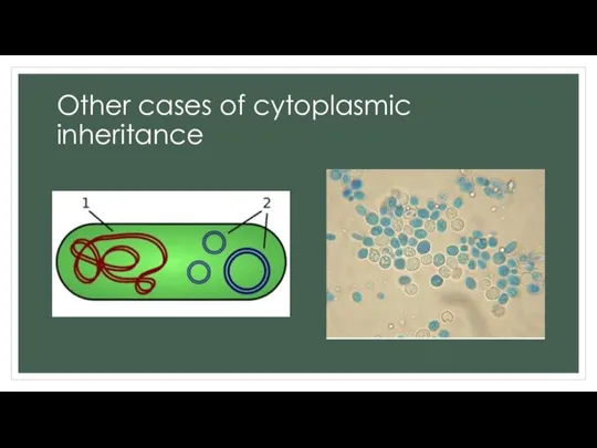 Other cases of cytoplasmic inheritance