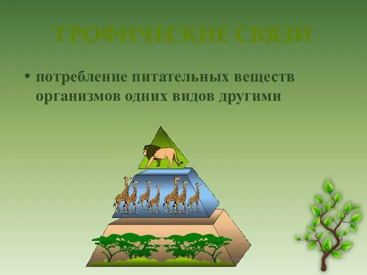 ТРОФИЧЕСКИЕ СВЯЗИ потребление питательных веществ организмов одних видов другими