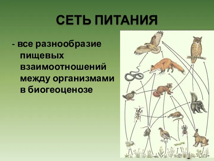 - все разнообразие пищевых взаимоотношений между организмами в биогеоценозе СЕТЬ ПИТАНИЯ