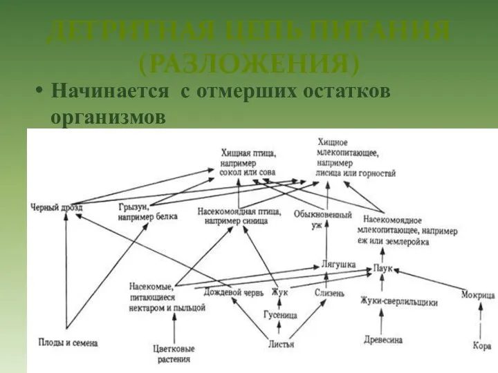 ДЕТРИТНАЯ ЦЕПЬ ПИТАНИЯ (РАЗЛОЖЕНИЯ) Начинается с отмерших остатков организмов