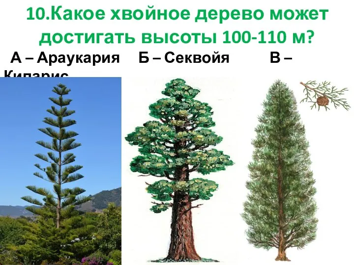 10.Какое хвойное дерево может достигать высоты 100-110 м? А – Араукария Б