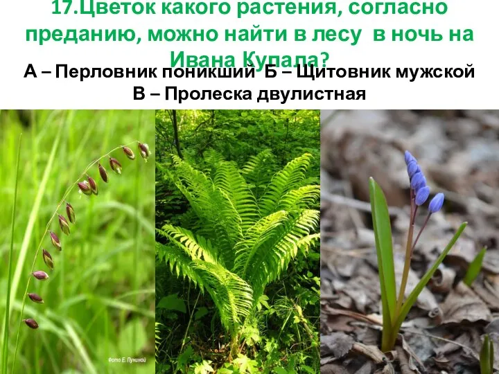 17.Цветок какого растения, согласно преданию, можно найти в лесу в ночь на