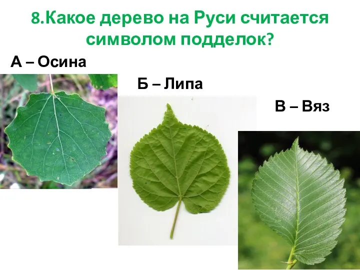 8.Какое дерево на Руси считается символом подделок? А – Осина Б – Липа В – Вяз