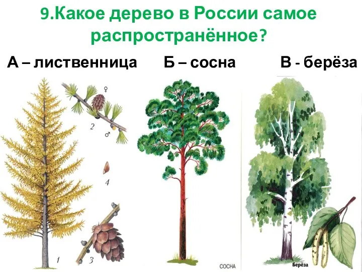 9.Какое дерево в России самое распространённое? А – лиственница Б – сосна В - берёза