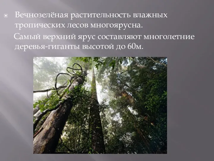 Вечнозелёная растительность влажных тропических лесов многоярусна. Самый верхний ярус составляют многолетние деревья-гиганты высотой до 60м.