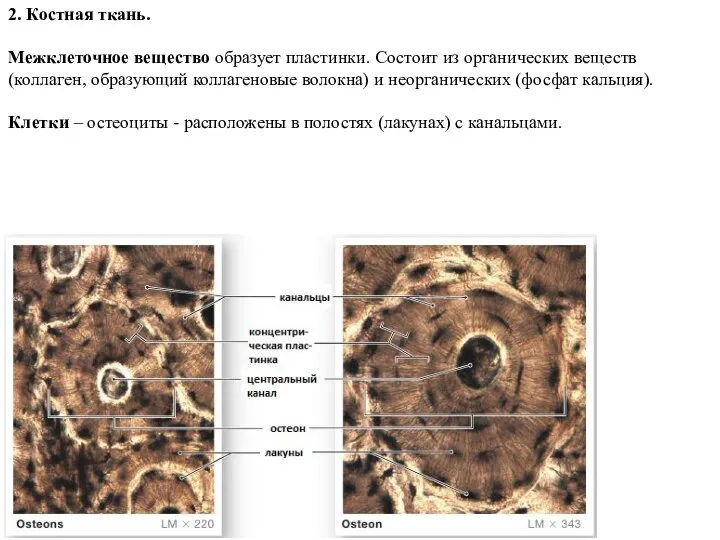 2. Костная ткань. Межклеточное вещество образует пластинки. Состоит из органических веществ (коллаген,