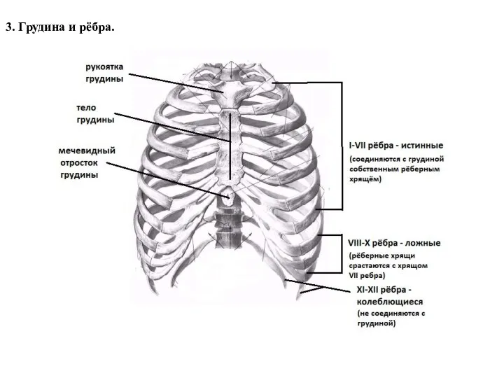 3. Грудина и рёбра.