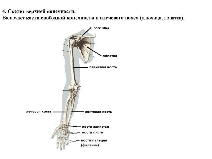 4. Скелет верхней конечности. Включает кости свободной конечности и плечевого пояса (ключица, лопатка).