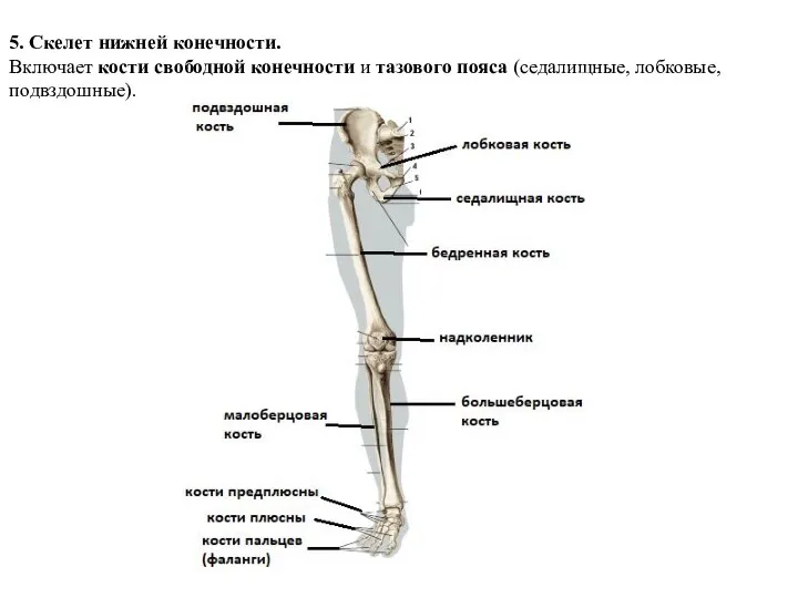 5. Скелет нижней конечности. Включает кости свободной конечности и тазового пояса (седалищные, лобковые, подвздошные).