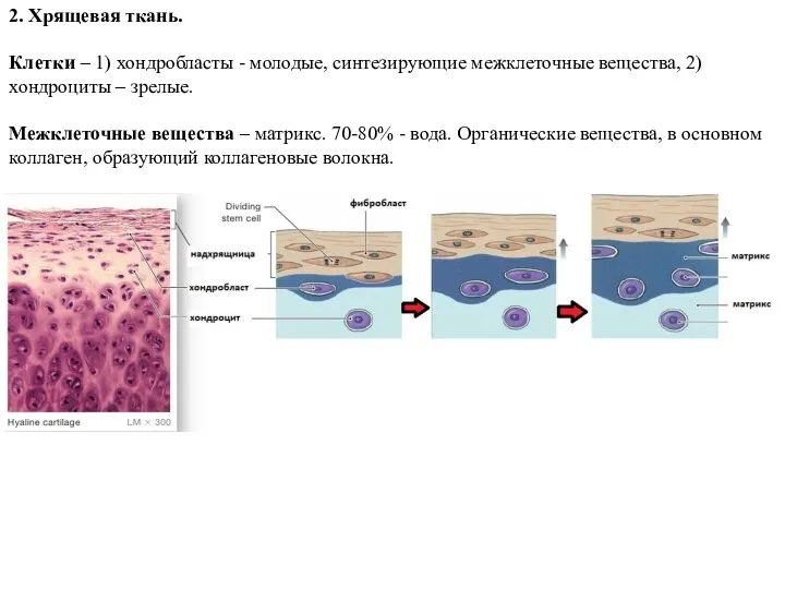 2. Хрящевая ткань. Клетки – 1) хондробласты - молодые, синтезирующие межклеточные вещества,