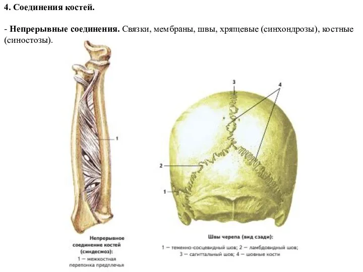 4. Соединения костей. - Непрерывные соединения. Связки, мембраны, швы, хрящевые (синхондрозы), костные (синостозы).