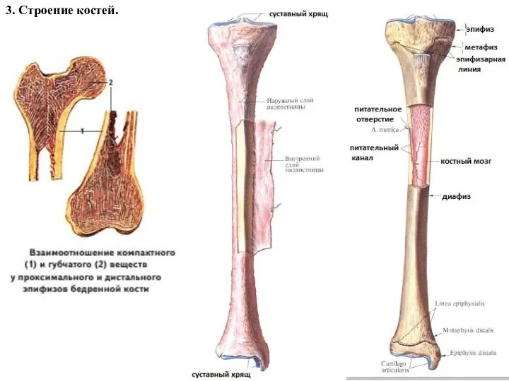 3. Строение костей.