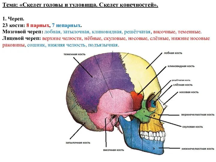 Тема: «Скелет головы и туловища. Скелет конечностей». 1. Череп. 23 кости: 8