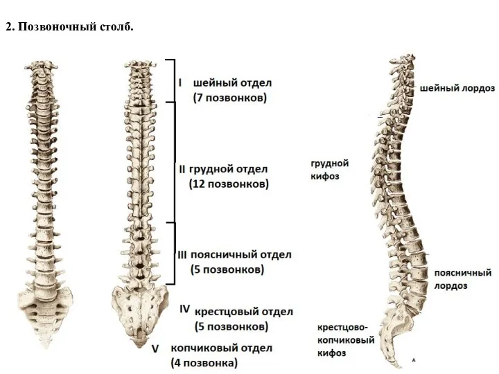 2. Позвоночный столб.