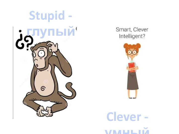 Stupid - глупый Clever - умный