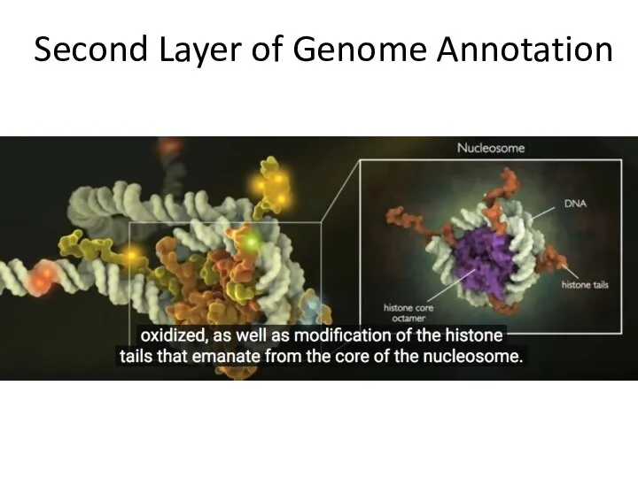 Second Layer of Genome Annotation