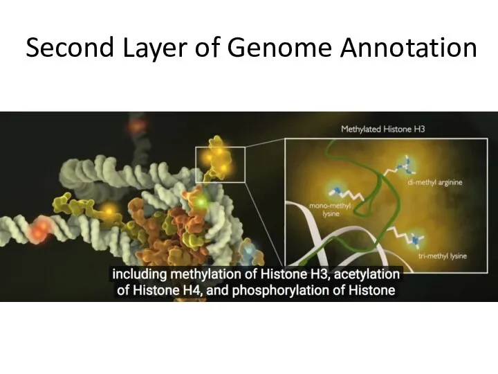 Second Layer of Genome Annotation