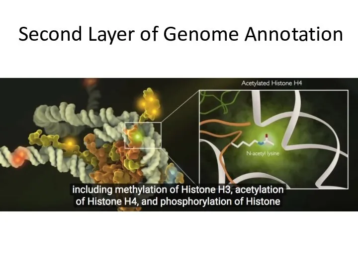 Second Layer of Genome Annotation