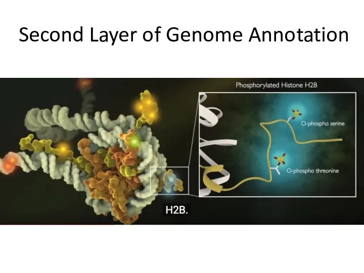 Second Layer of Genome Annotation