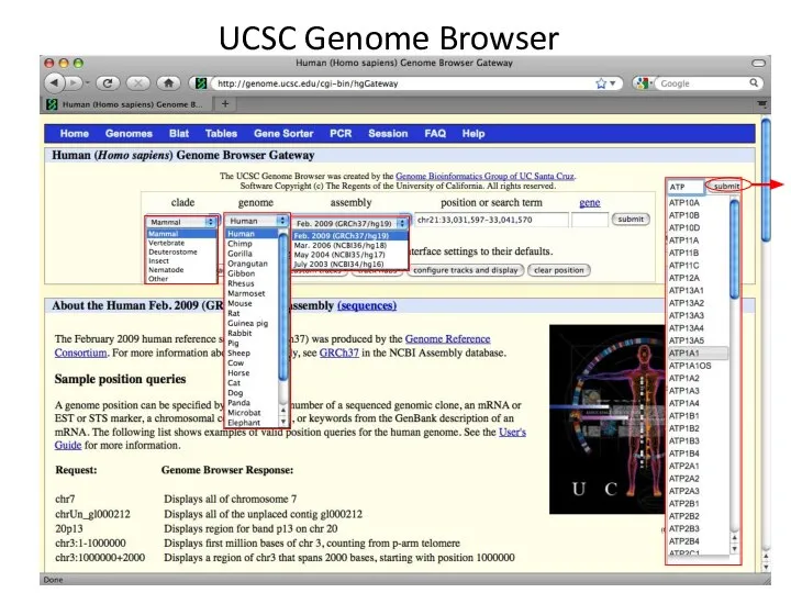 UCSC Genome Browser