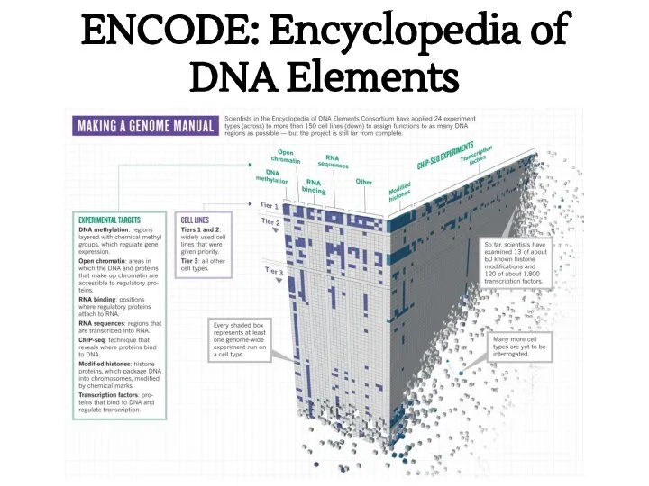 ENCODE: Encyclopedia of DNA Elements