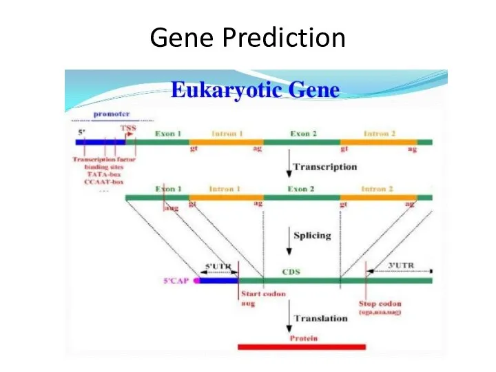 Gene Prediction