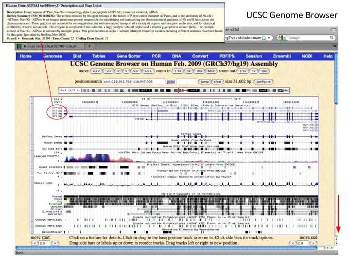 UCSC Genome Browser