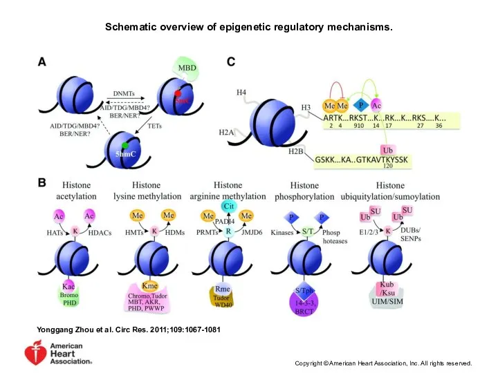 Schematic overview of epigenetic regulatory mechanisms. Yonggang Zhou et al. Circ Res.