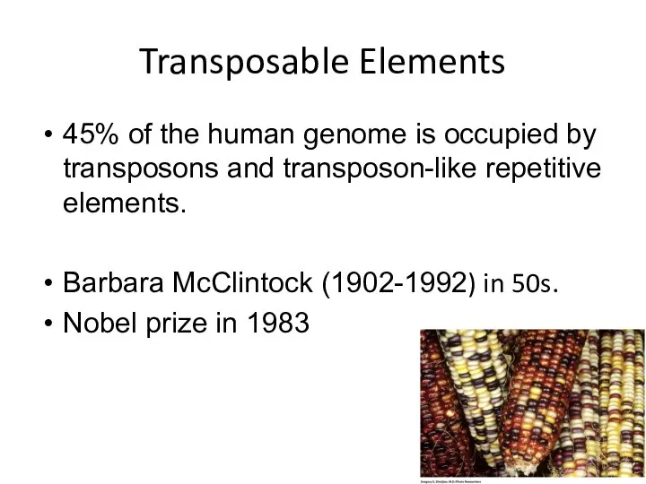 Transposable Elements 45% of the human genome is occupied by transposons and