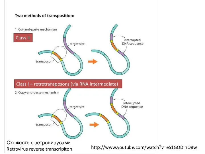 Схожесть с ретровирусами Retrovirus reverse transcripiton http://www.youtube.com/watch?v=eS1GODinO8w Class II Class I – retrotransposons (via RNA intermediate)